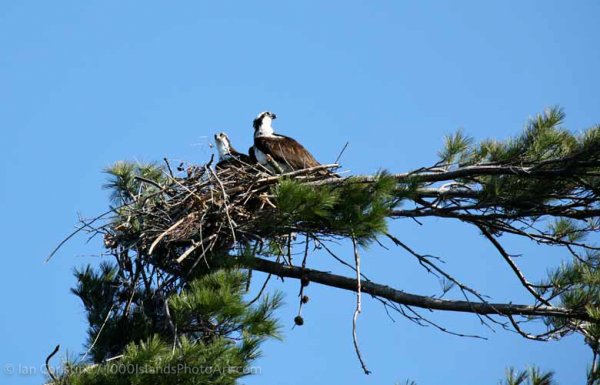 Wildlife IMG 0125 DxO