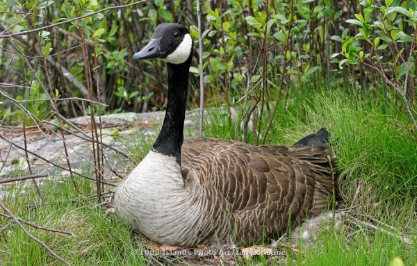 3, Vol.III, The Thousand Islands IMG 1612 DxO