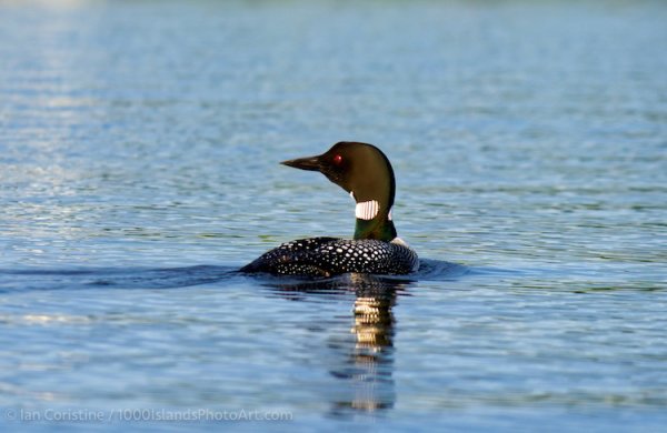 Wildlife A7RII DSC07366c DxO