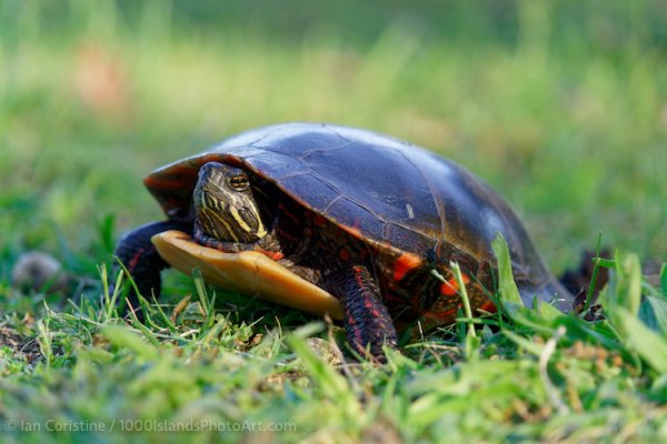 Wildlife A7RII DSC7217 DxO